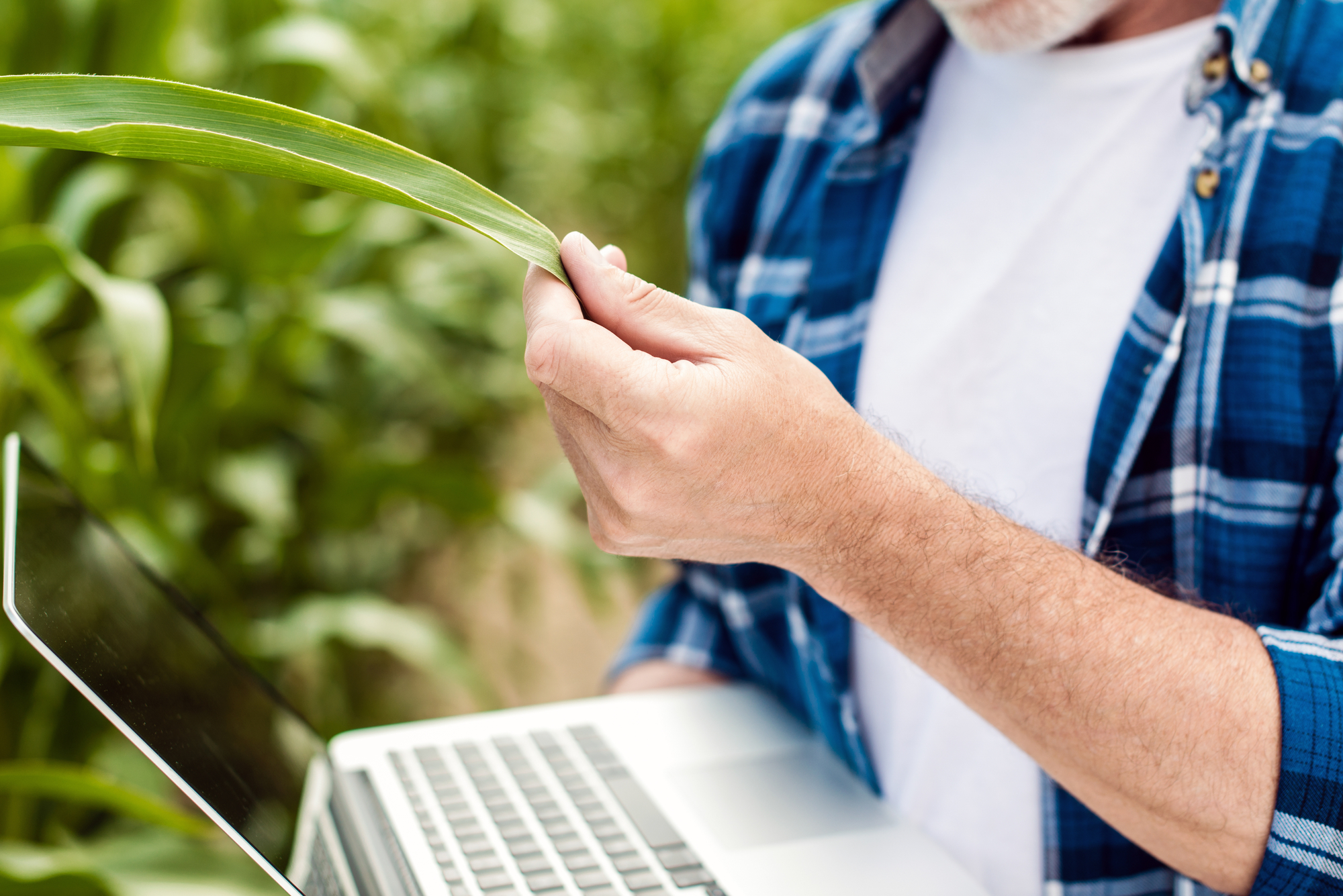 Close Up male hand touching a leaf. Senior farmer holding a lapt