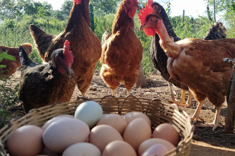 Como tirar galinhas do choco, você sabe?, Dicas Cursos CPT