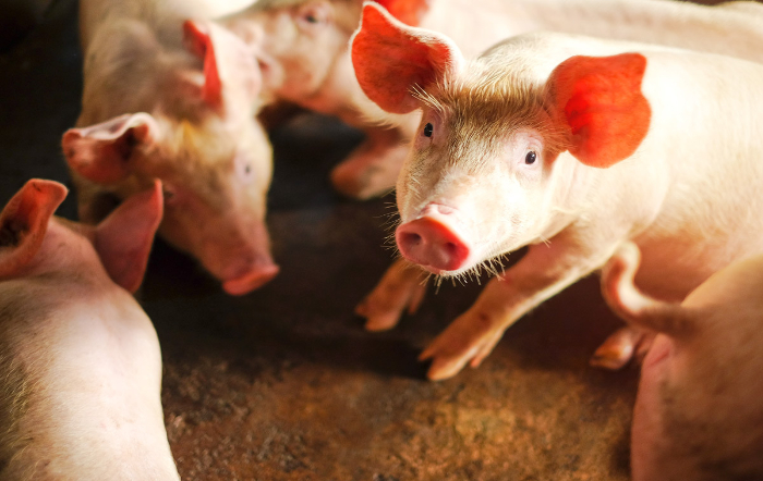 Foto: Divulgação Topgen