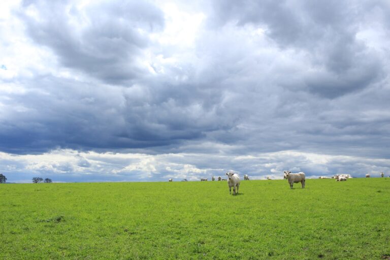 Nuvens de chuva sobre gado no pasto. Foto: Pixabay