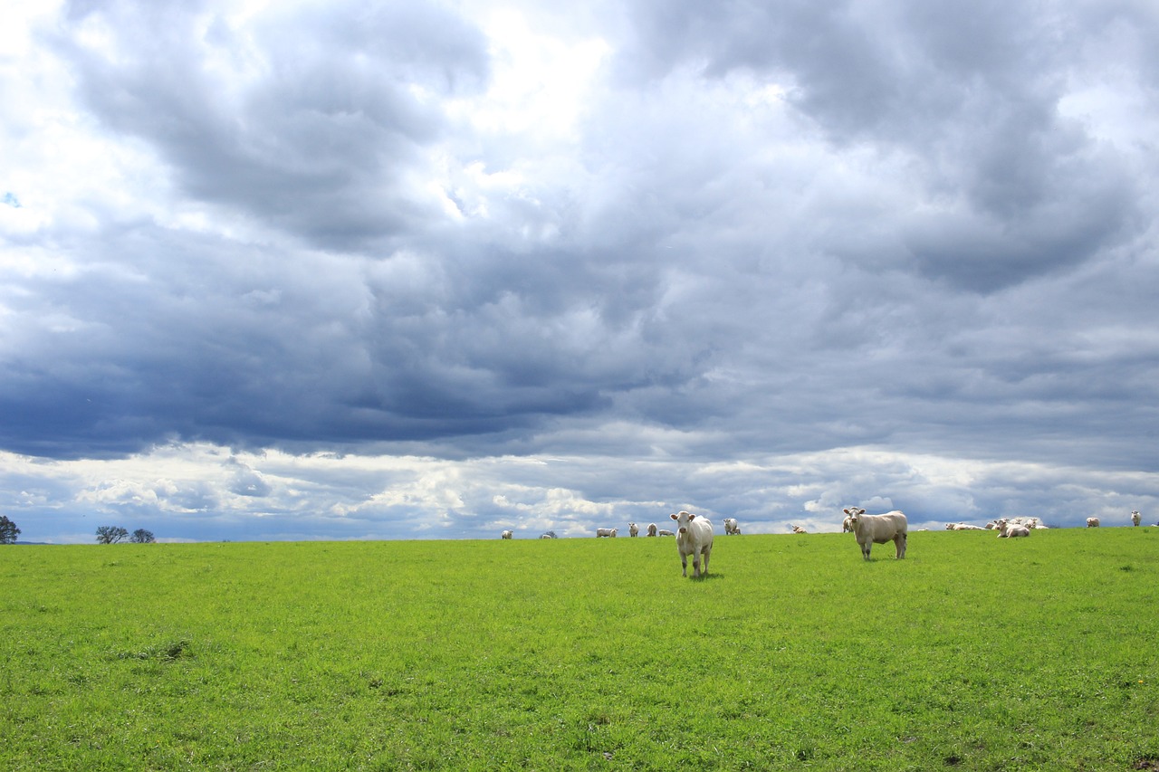 Nuvens de chuva sobre gado no pasto. Foto: Pixabay Nuvens de chuva sobre gado no pasto. Foto: Pixabay