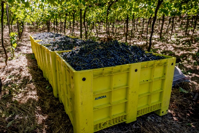 0 – FOTO ABRE -Projeto Mecanização (3) Crédito Zéto Telöken – Copia