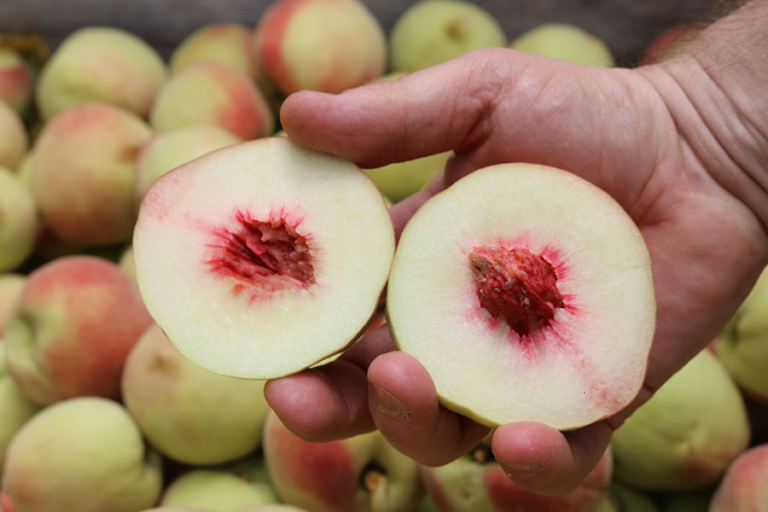 0-FOTO-ABRE-article-_1_