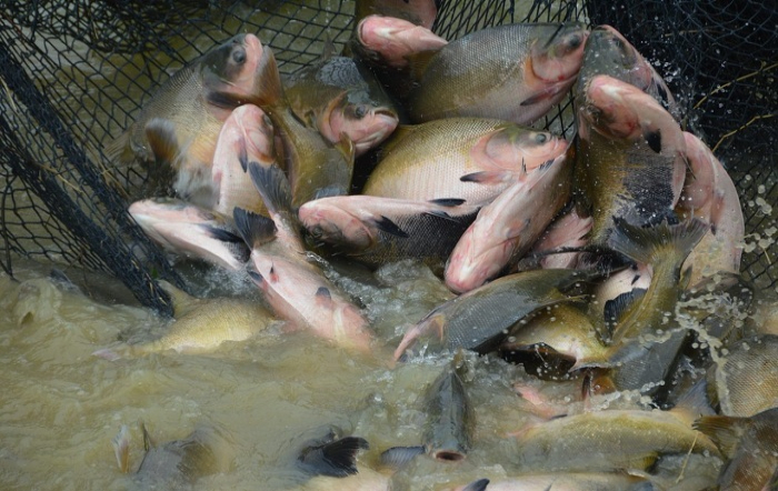 piscicultura_Embrapa Pesca e Aquicultura e PeixeBR-fotor-site