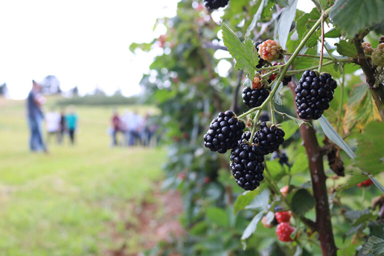 0 – FOTO ABRE – _Amora-Preta_Francisco_Lima