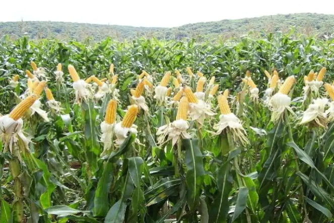 Milho-2.Epamig-fotor-