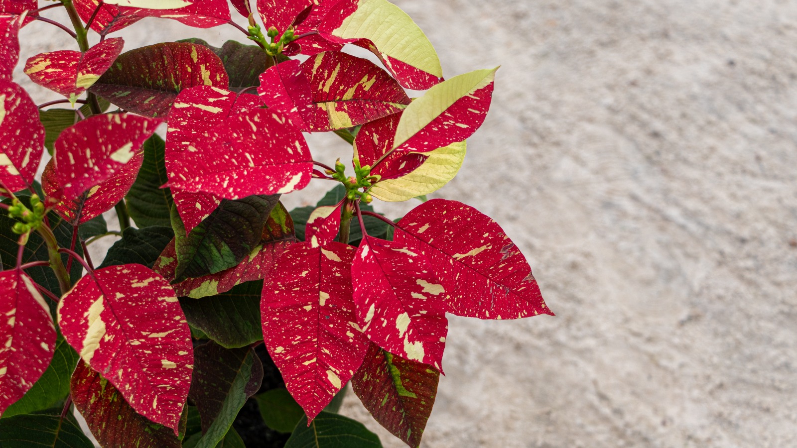0 – FOTO ABRE – poinsethia