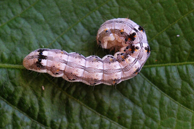 Helicoverpa armigera