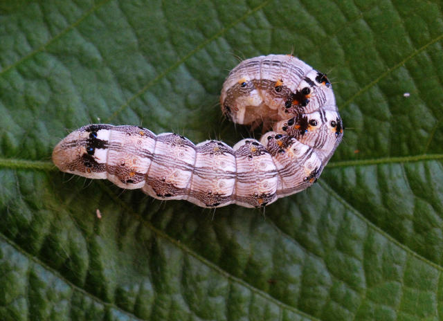 Helicoverpa armigera