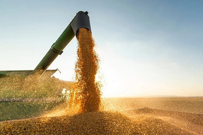 Grãos de soja despejados no reboque do trator_Shutterstock