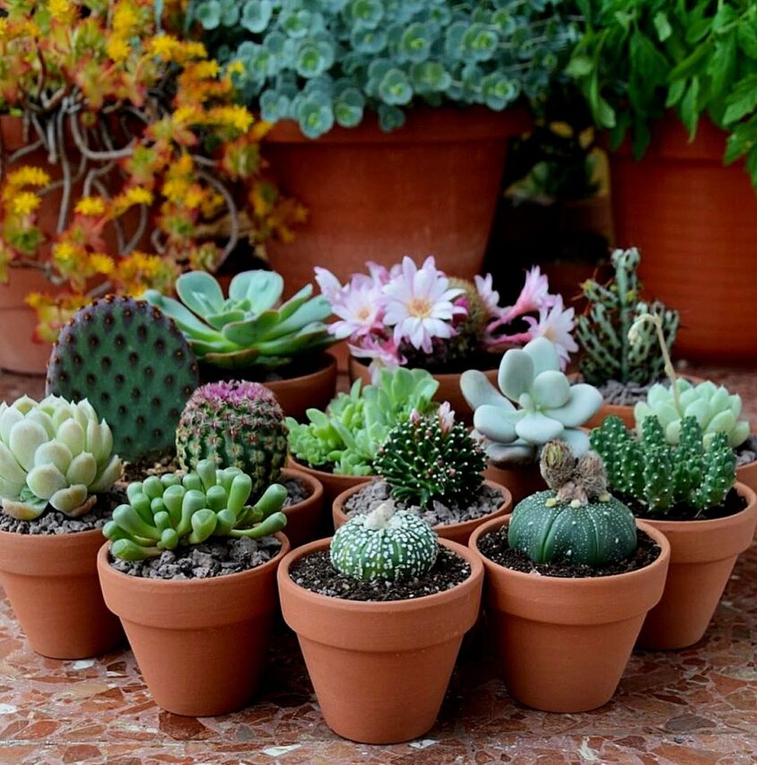 Soins aux cactus et aux succulentes - Conseils d'experts