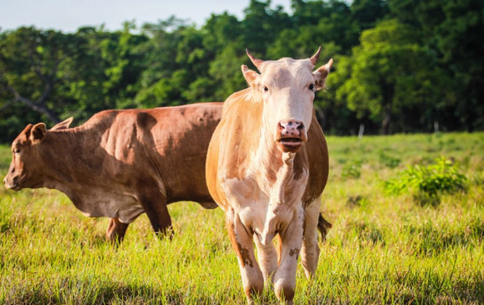 2-IIMG_003_Divulgação_ Ascom Famato