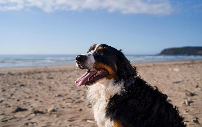 cachorro-se-divertindo-na-praia-site-foto: Divulgação