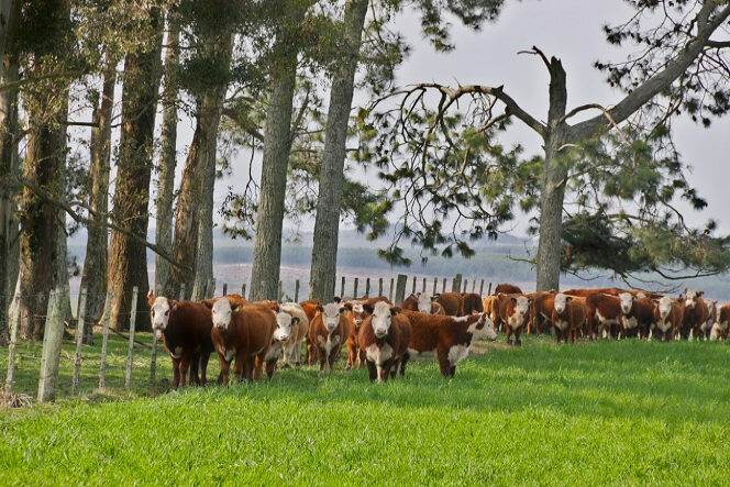 Rota da linha 34: horários, paradas e mapas - - Dom Bosco ⇄ Brasiléia