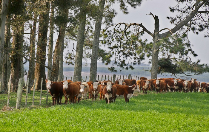 2 – Integracao da pecuaria com florestas sera avaliada – Foto de Felipe Rosa_site