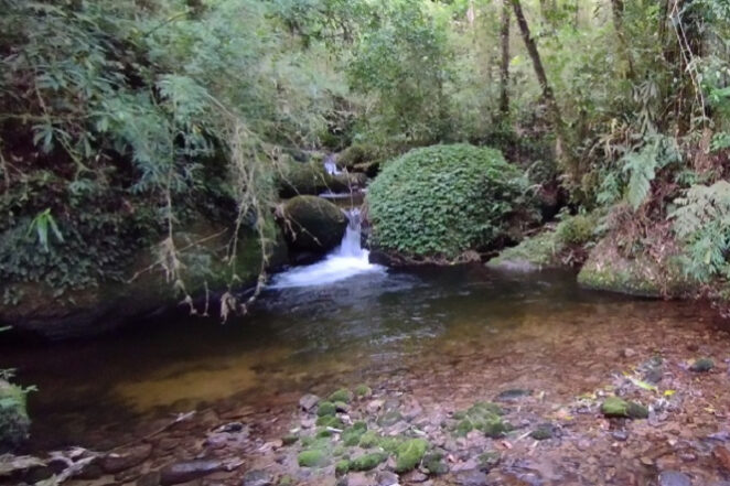 Expanding ethanol threatens last remnants of Atlantic Forest