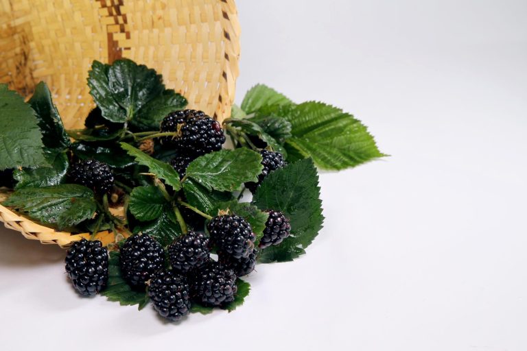 0 – FOTO ABRE – AMORA-PRETA XINGU EMBRAPAo – Copia (2)