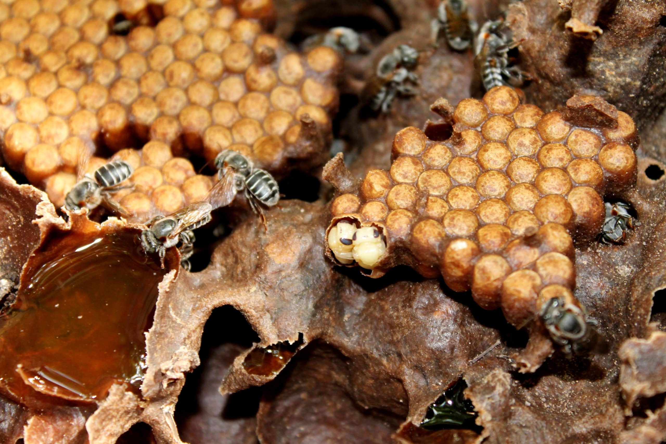 Mel de abelhas nativas é mais valorizado