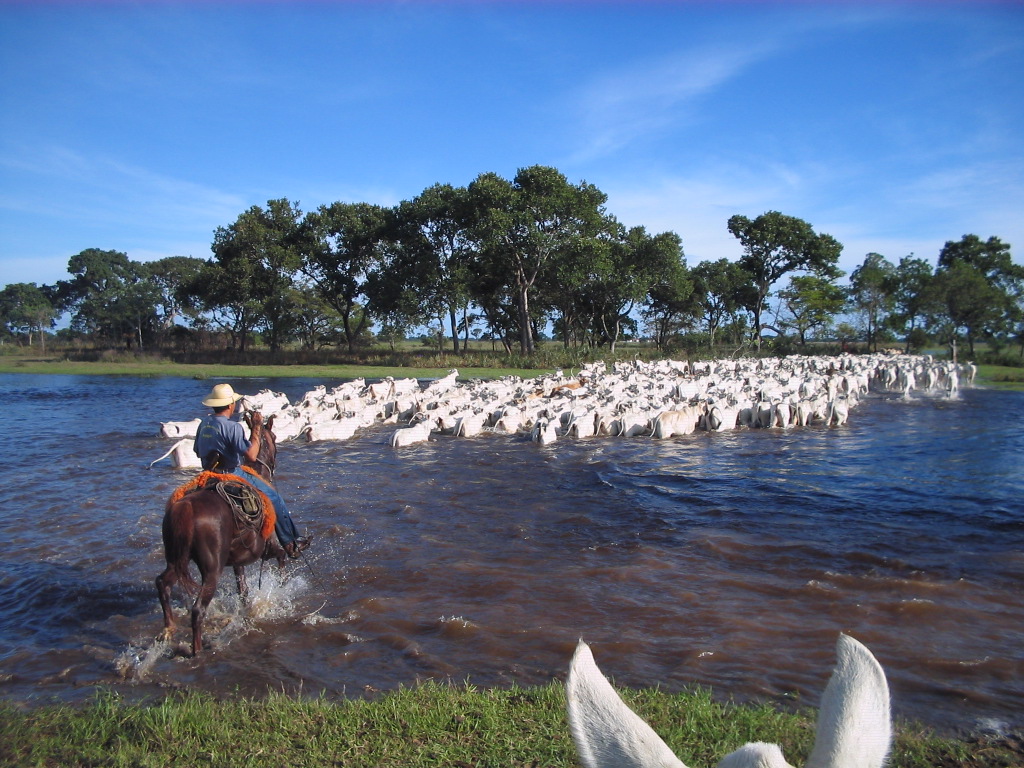 Cresce em 30% o número de produtores de carne orgânica no Pantanal