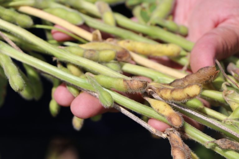 Podridao dos graos – Gabriel Faria