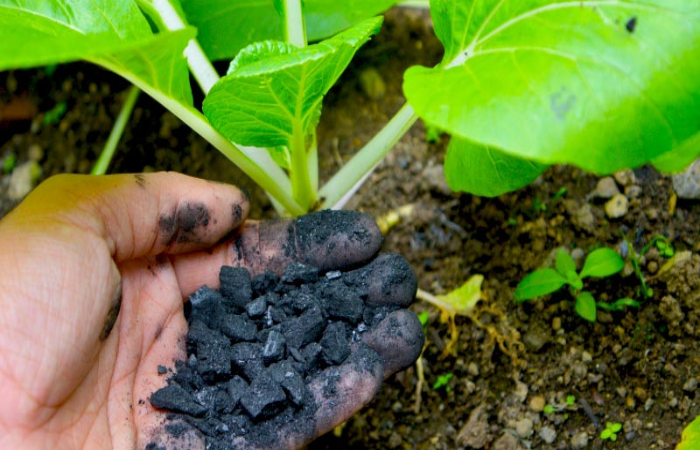 biochar-A Lavoura-editado site