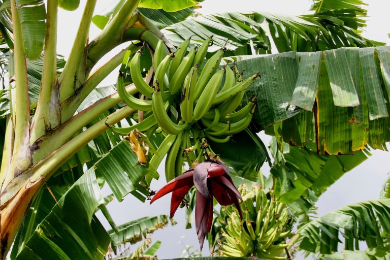 0 – FOTO ABRE – Banana terra – Seagri-SE – GOV SERGIPE877 – Copia