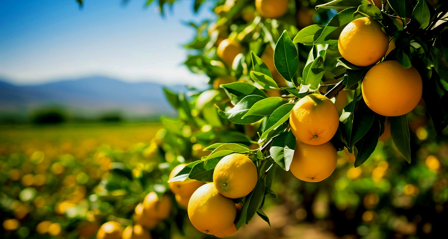 Guia auxilia testes de produtos nos pomares de citros