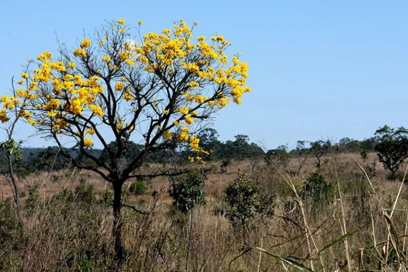 Cerrado-agricultura-sustentavel-810×540