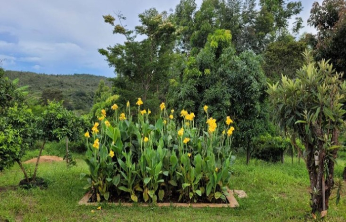 Plantas ornamentais sobre fossa Tevap. Foto: Divulgação Emater/MG