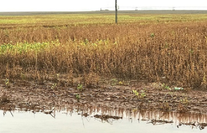 foto de Neimar Peroni, extensionista da Emater-RS-Ascar