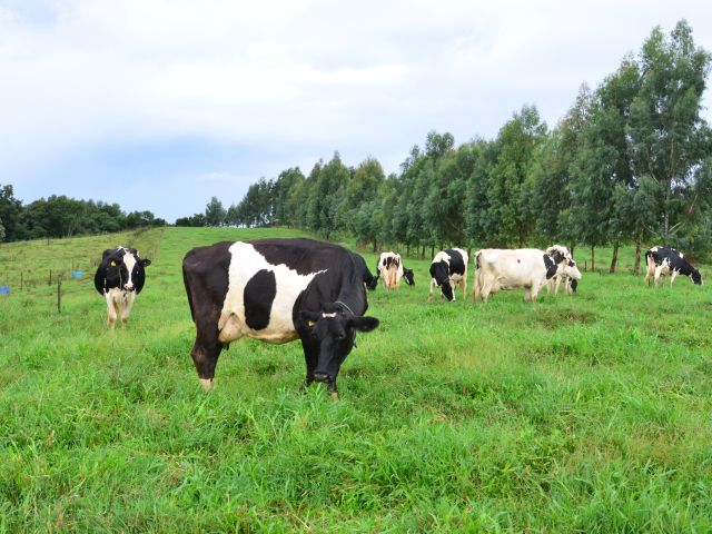 Pecuaria