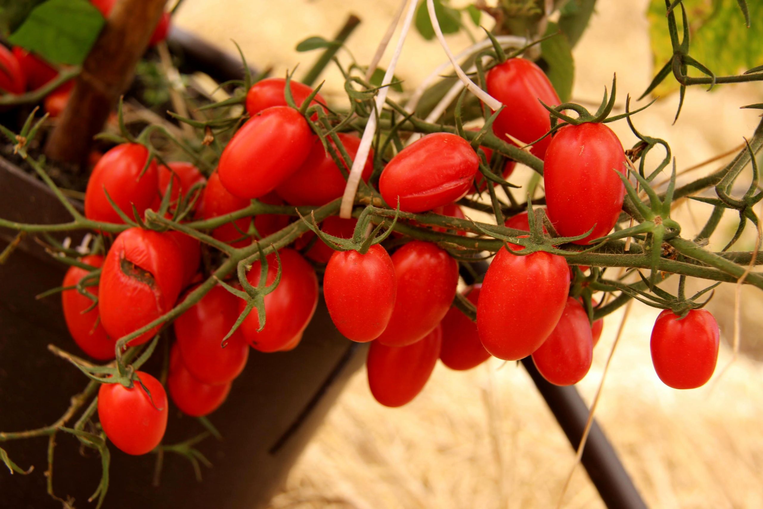 Cultivo de tomate-cereja em substrato de casca de coco aumenta produtividade em 33%