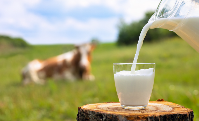 Creme de leite, condensado, UHT, pausterizado. O que define os diferentes tipos de leite?