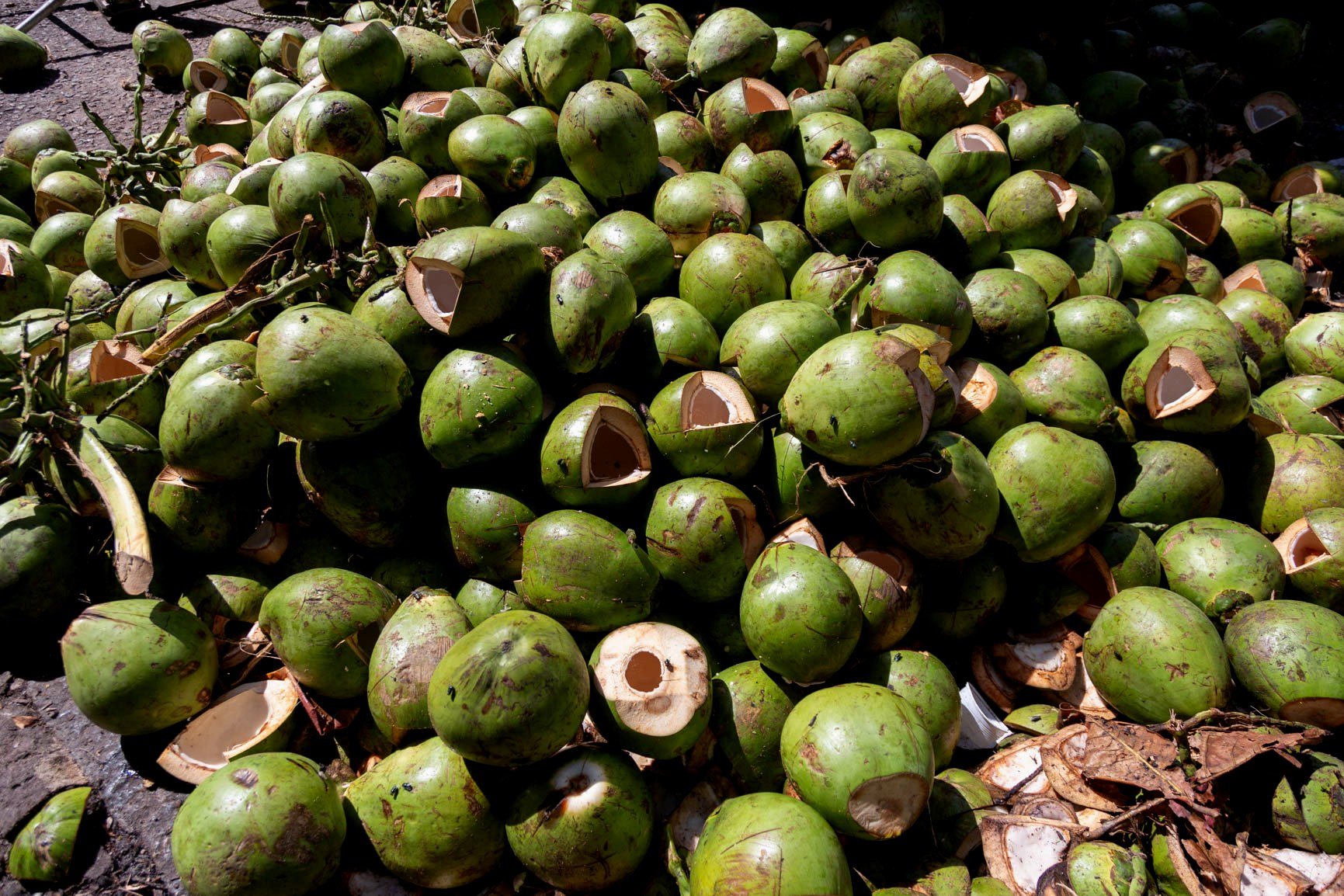 Fibra do coco pode ser filtro de água