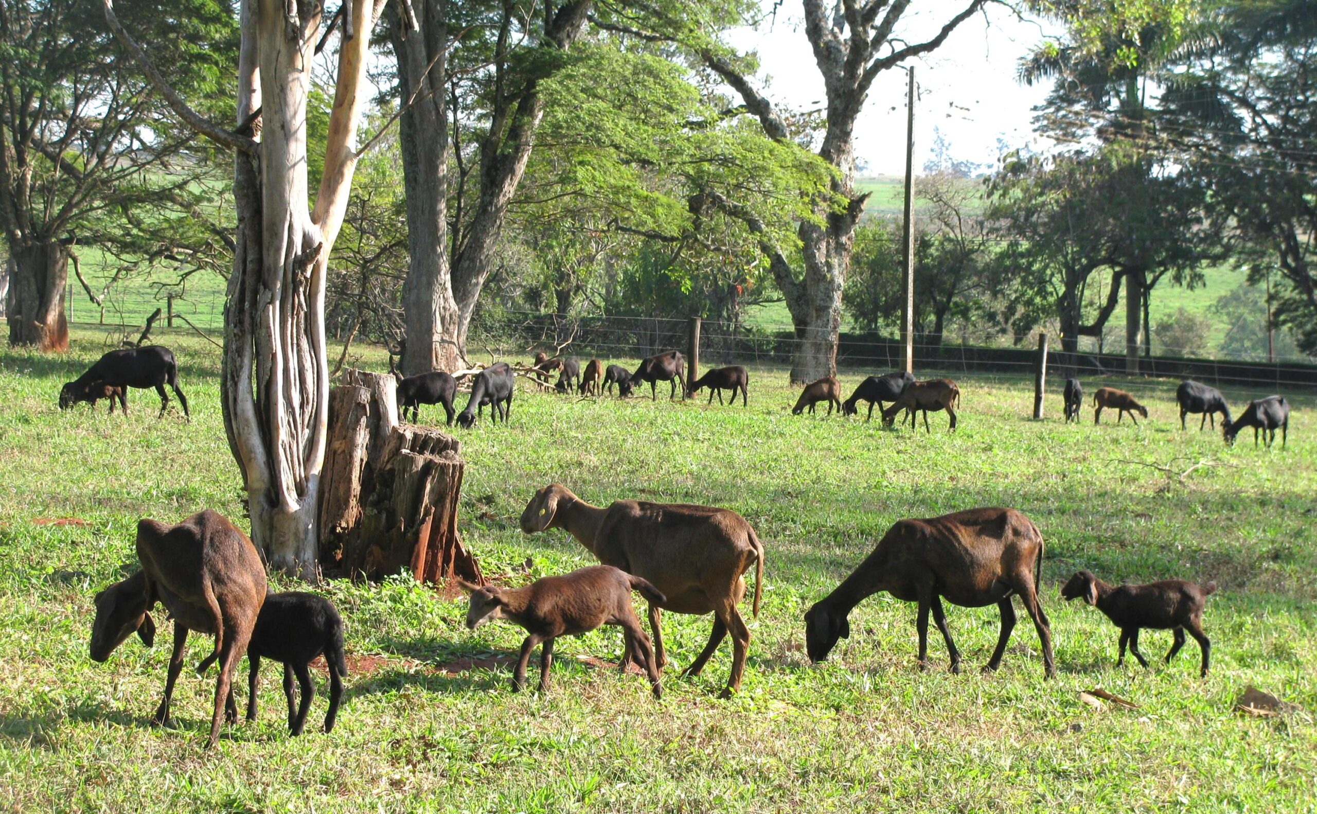 0 – FOTO ABRE – Ovinos Santa Inês Embrapa Ana Carolina Chagas- Copia