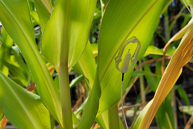 Crédito-Otto Souza-site