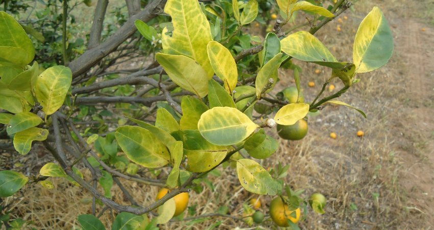 Greening-Fundecitrus