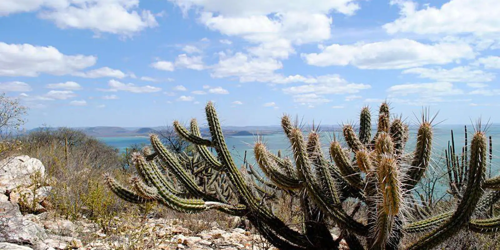 caatinga20220429_0039