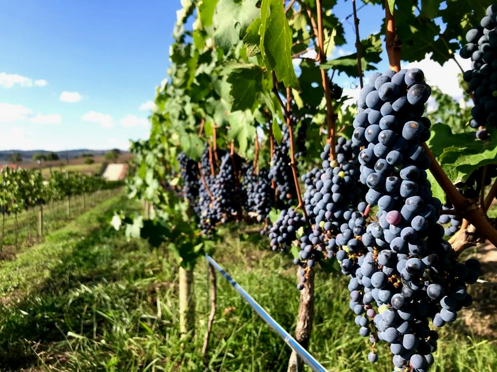 0 – FOTO ABRE – Vinícola Vale das Colinas PE – Copia