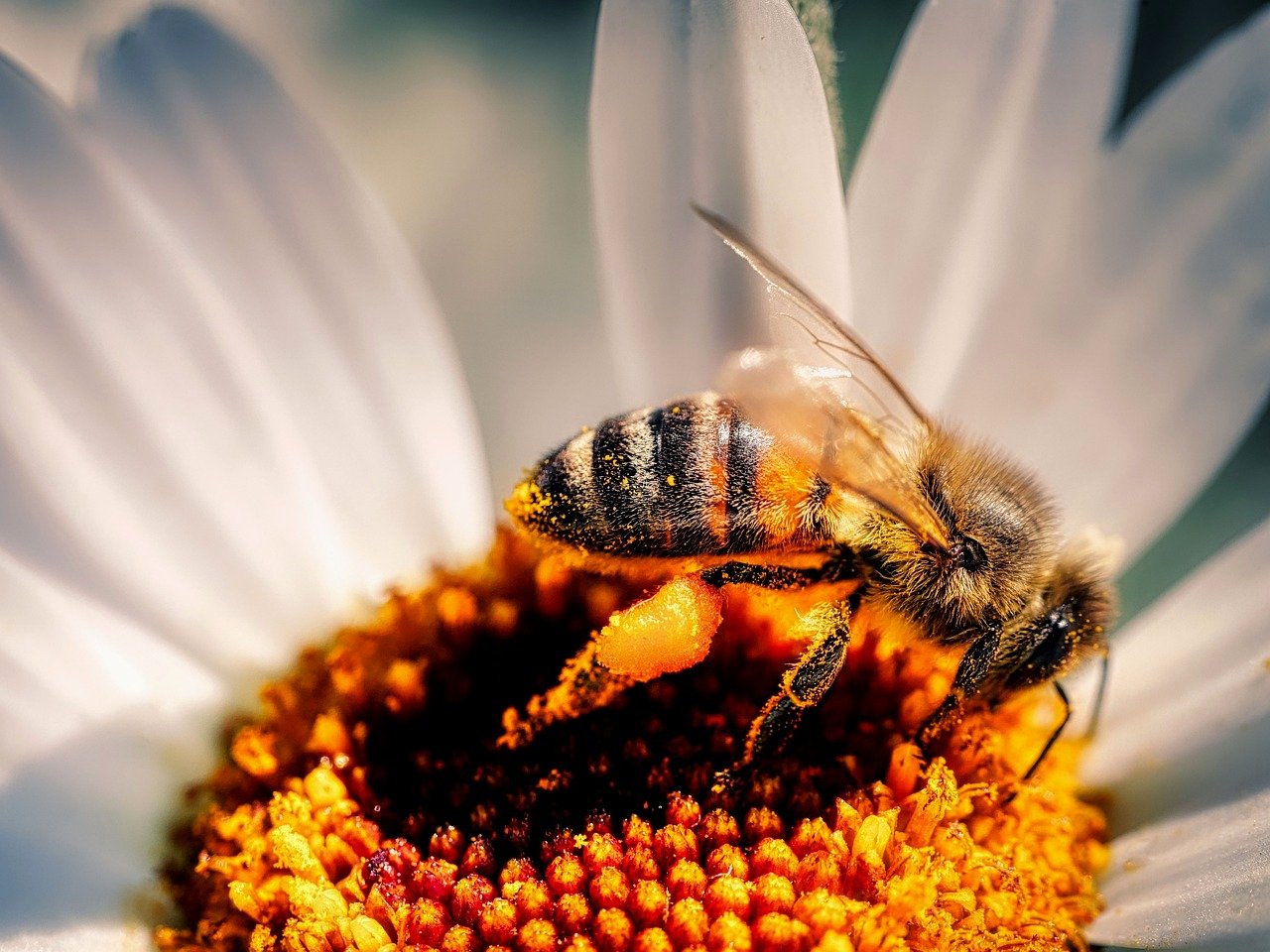 0 FOTO ABRE -bee-PIXABAY_ 441280 – Copia