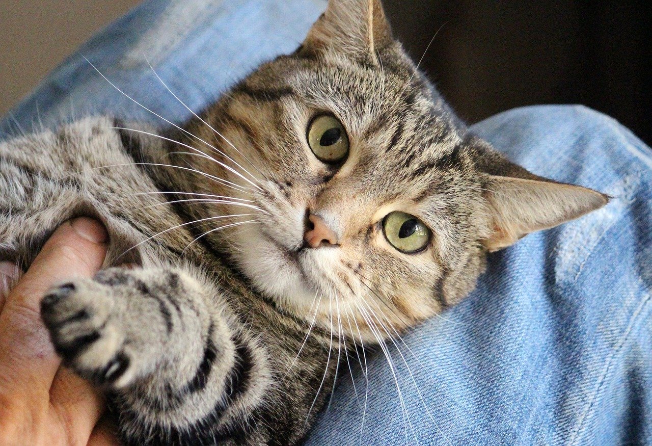 0 FOTO ABRE – cat-1375PIXABAY