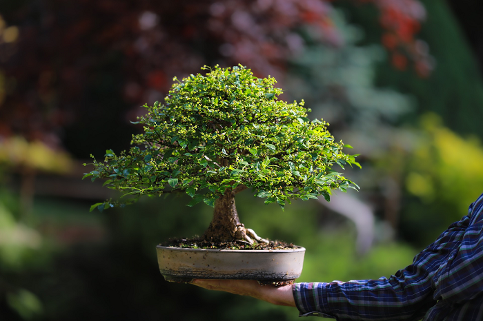 Bonsai-divulgação-site