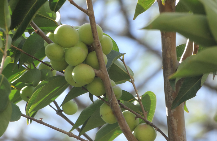 camu-camu-divulgação-site