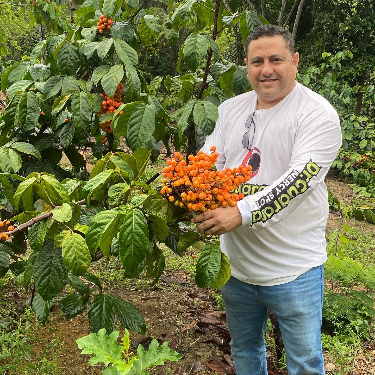 guarana