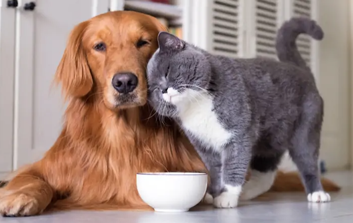 cao-e-gato-com-prato.jpg-CBDA-Arquivo A Lavoura-site