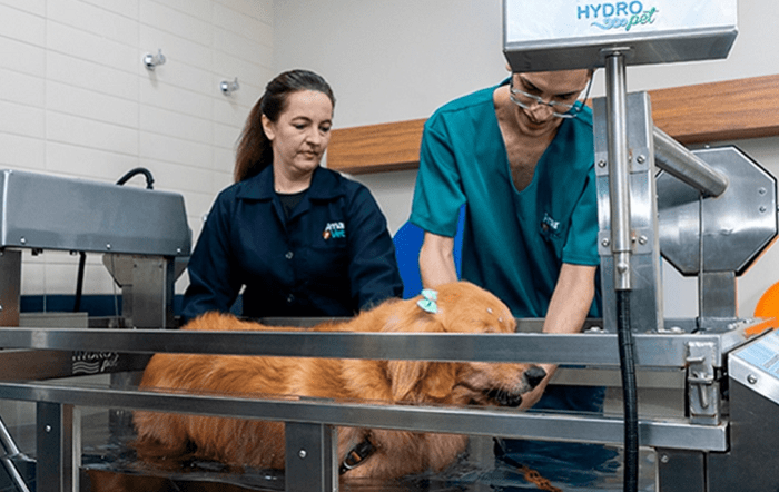 fisioterapia-site