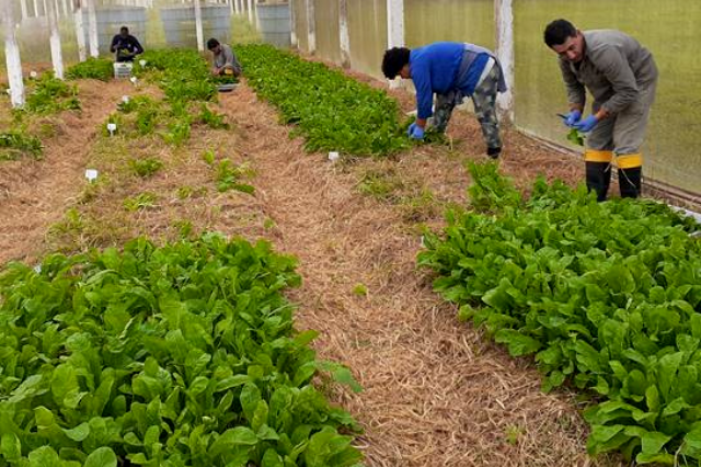 0 – FOTO ABRE – Rucula-Simone-Epagri-4 – Copia