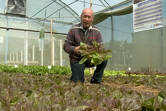 0 – FOTO ABRE -alface-para-cultivo-organico-Epagri-Giseli-4 – Copia