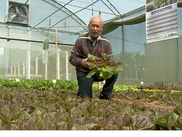 0 – FOTO ABRE -alface-para-cultivo-organico-Epagri-Giseli-4 – Copia