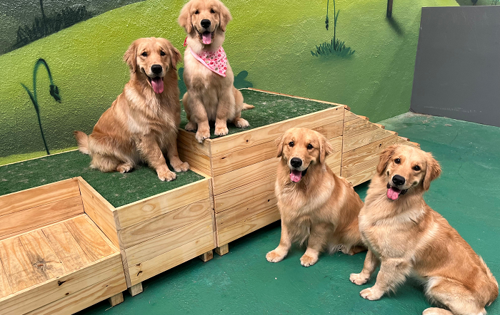 7 – dog5-site
